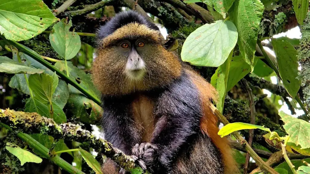 Circuit UGANDA si RWANDA: Aventura in inima Africii de Est 28 Noiembrie-12 Decembrie 2026