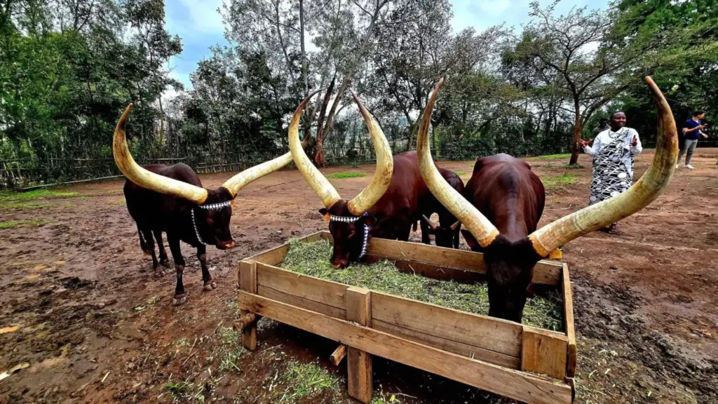 Circuit UGANDA si RWANDA: Aventura in inima Africii de Est 28 Noiembrie-12 Decembrie 2026