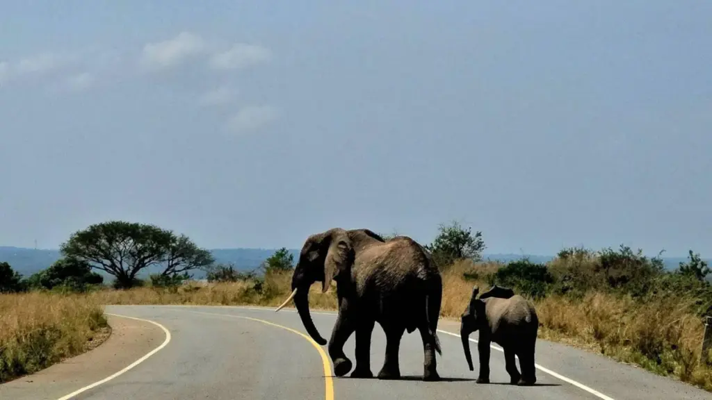 Circuit UGANDA si RWANDA: Aventura in inima Africii de Est 28 Noiembrie-12 Decembrie 2026