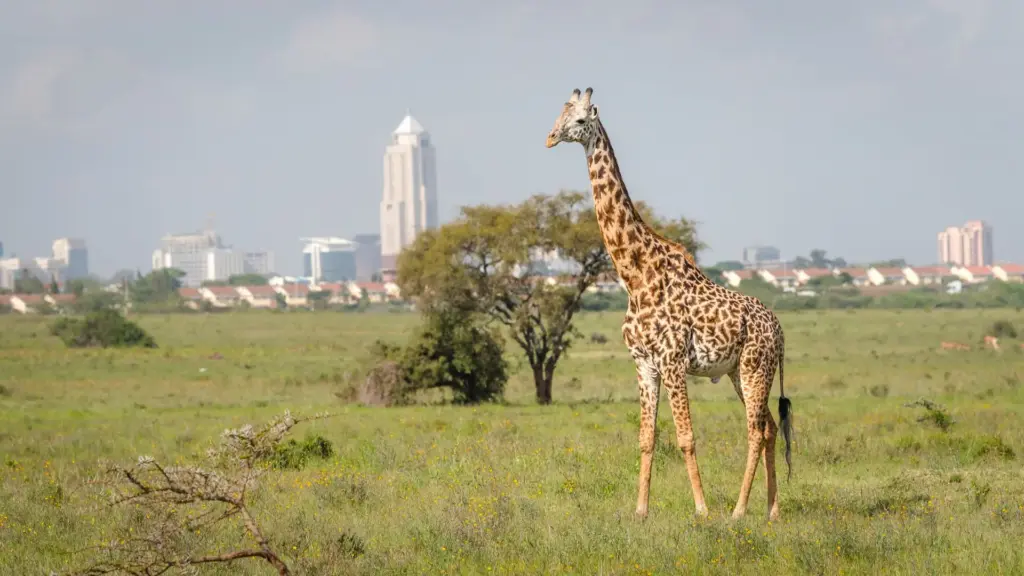 Circuit KENYA: Safari si relaxare pe plaja 10-21 August 2026