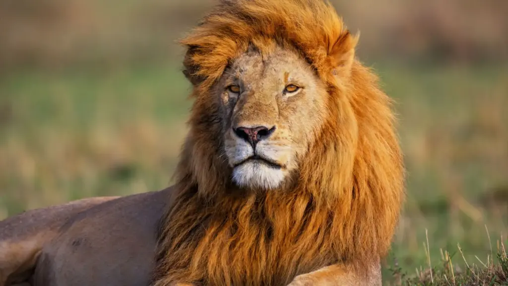 Circuit KENYA: Safari si relaxare pe plaja 10-21 August 2026