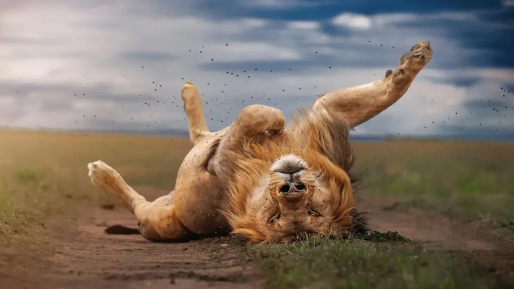 Circuit KENYA: Safari si relaxare pe plaja 10-21 August 2026