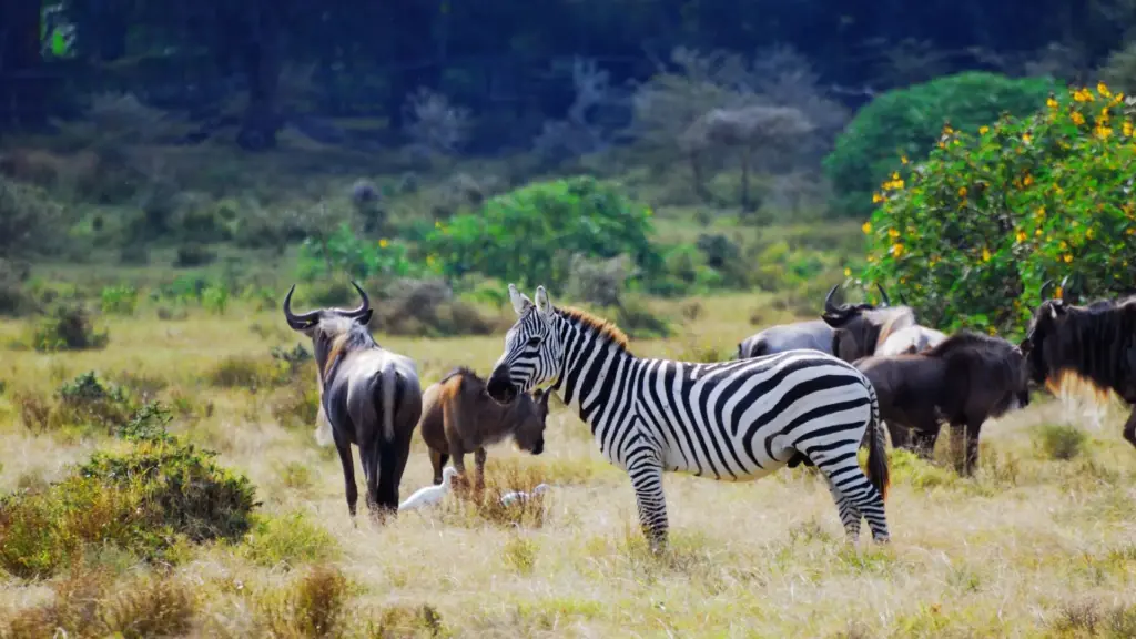 Circuit KENYA: Safari si relaxare pe plaja 10-21 August 2026