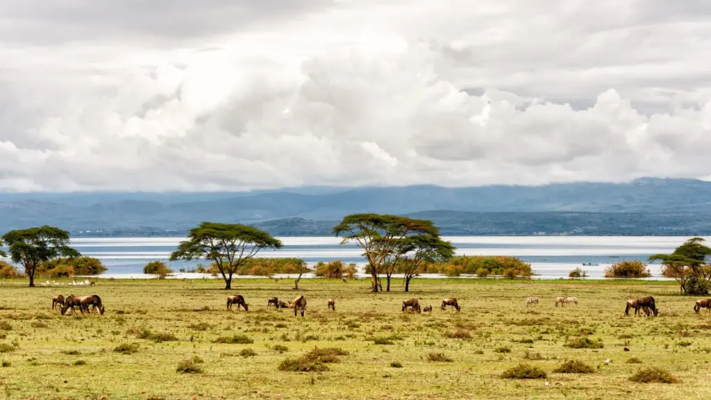 Circuit KENYA: Safari si relaxare pe plaja 10-21 August 2026