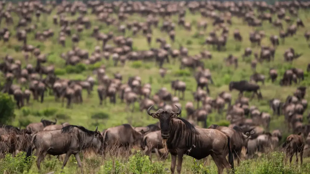 Circuit KENYA: Safari si relaxare pe plaja 10-21 August 2026
