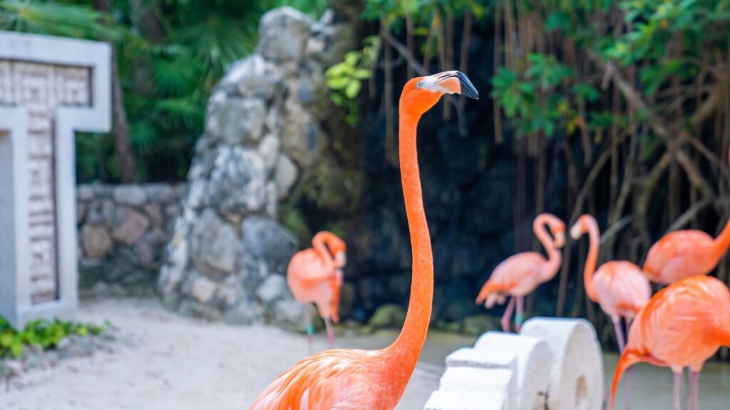 Sejur MEXIC: Vacanta exotica in Riviera Maya 24 Noiembrie - 05 Decembrie 2026