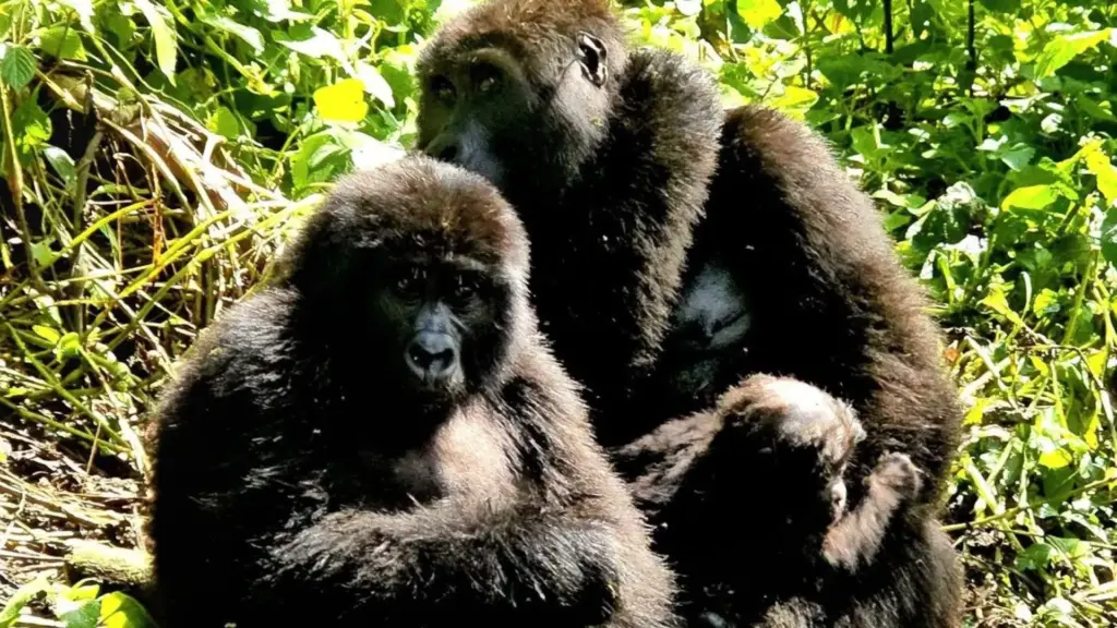 Circuit UGANDA, RWANDA si ZANZIBAR: Aventura in inima Africii 13 - 27 Februarie 2027