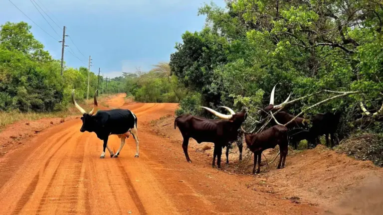 Fotografia 3 din galeria circuitului Circuit UGANDA, RWANDA și ZANZIBAR: Aventura în inima Africii