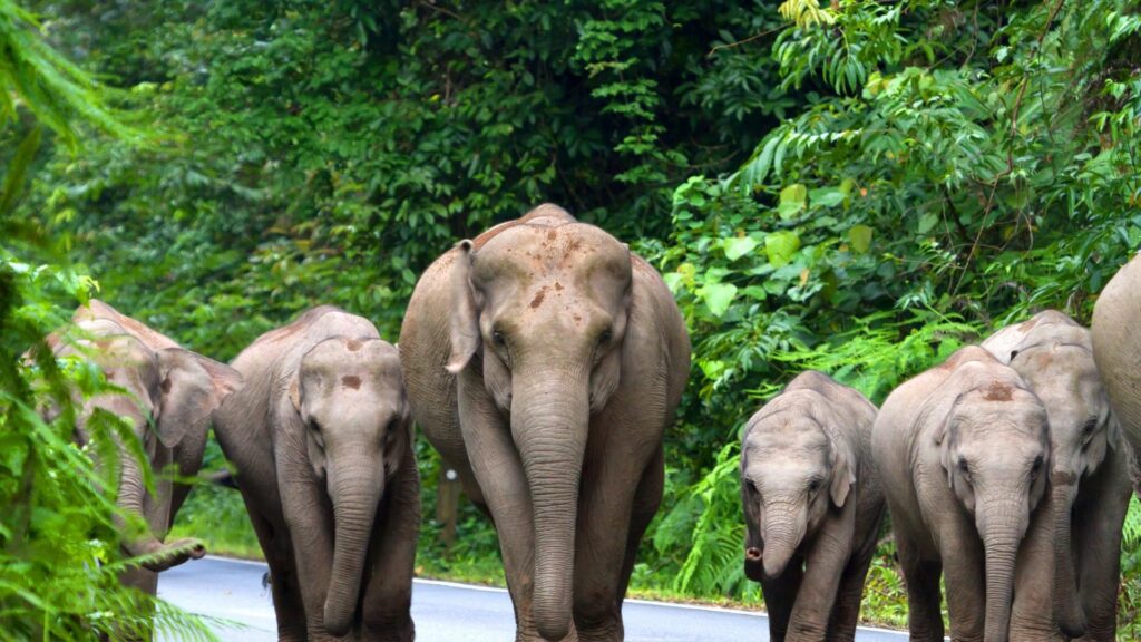 Krabi - Phuket