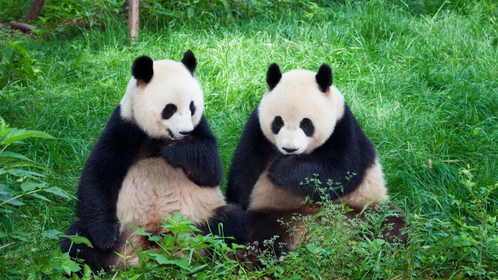 Chengdu