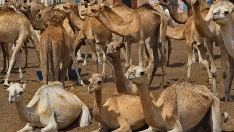 Fotografia 3 din galeria circuitului Circuit MAURITANIA: Pe urmele caravanelor, intre Sahara și Atlantic