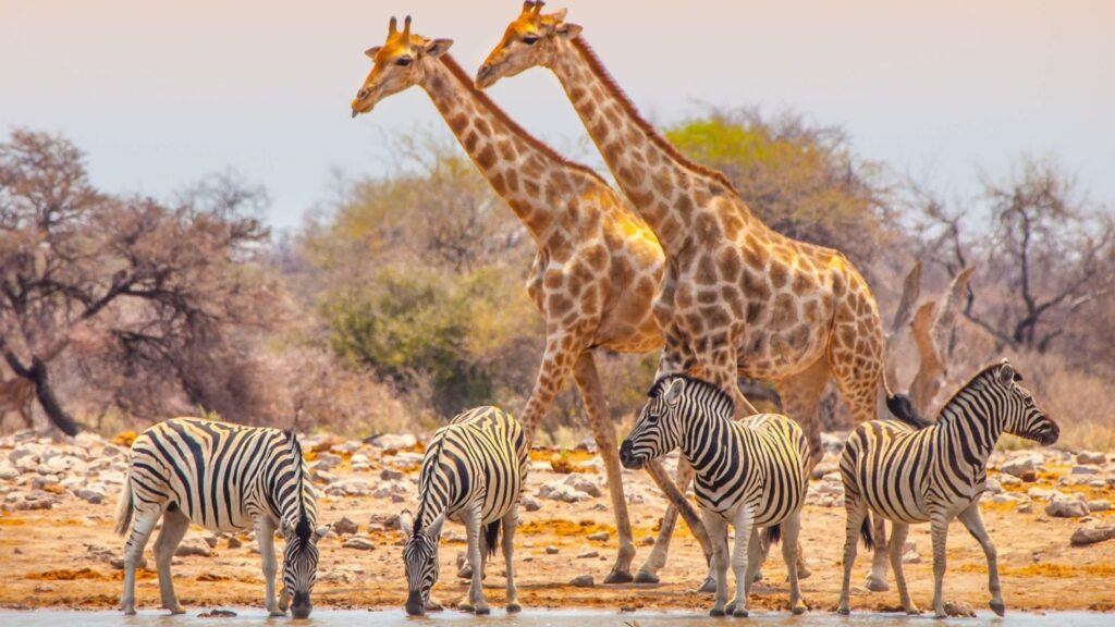 Circuit NAMIBIA si BOTSWANA: Aventura Africana