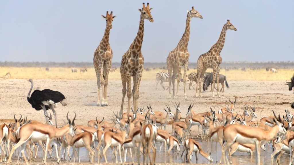 Circuit NAMIBIA si BOTSWANA: Aventura Africana