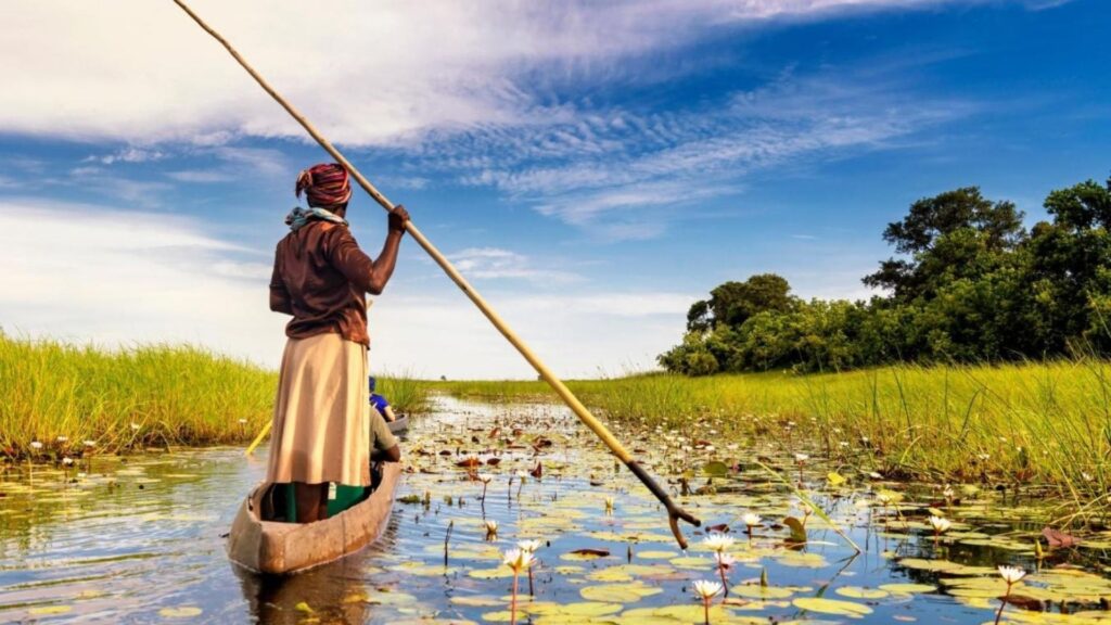 Maun