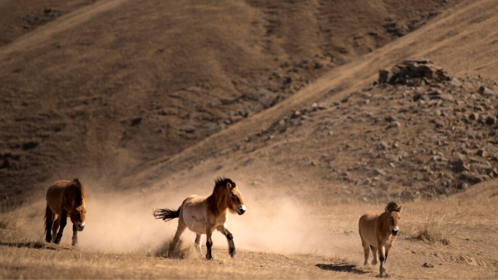 Terelj National Park - Khustai National Park